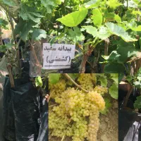 انواع انگور بیدانه جهت کاشت در فصل گرما/تاکستان