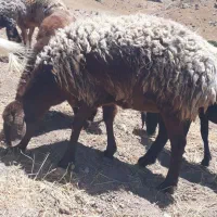 ۹راس شیشک ابستن ۳ماه دورگ چینی وبختیاری