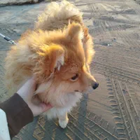 سگ پامر اشپیتز