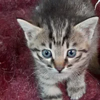 گربه|گربه|مشگین شهر, |دیوار