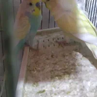 معاوضه پرنده