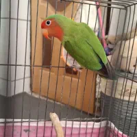 کولته سبز برزیلی