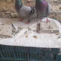 کفتر صید|پرنده|مشهد, چهنو|دیوار