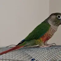 گرینچیک ماده مست آماده
