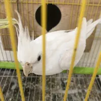 عروس هلندی نر و ماده