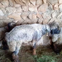 قوچ تخمی به فروش می‌رسد