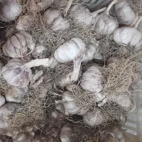 فروش سیر محلی