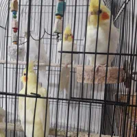 ۴عددعروس هلندی۴ماهه تا۷ماهه