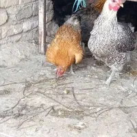 مرغ محلی گلپایگانی تخم گذار