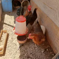 قیمت مرغ ۹۰۰ خروس ۱۵۰۰