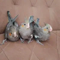 جوجه عروس هلندی