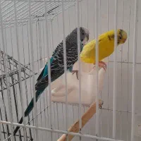 مرغ عشق
