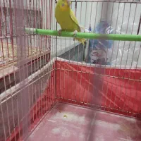 مرغ عشق با قفس تجهیزات