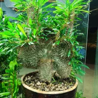 گل نخل ماداگاسکار دفورمه