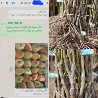 فروش ویژه نهال گلابی کوشیا