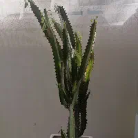 گیاه افوربیا تریگونا