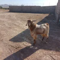 باسلام.چبش چاق ،درگ ،لنگ ۲قل،خوش استیل