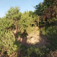 باغ فروشی سرسبز غرق آباد