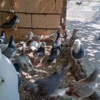 پلاکی دورگ