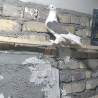 کبوتر پرپا دوکت