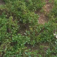 دلار  یا نمک سبز با نعنای تازه