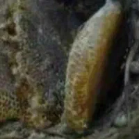 عسل وحشی کوهی  صخره