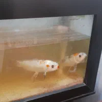 ۳عدد ماهی کوی بال بلند بچه زا