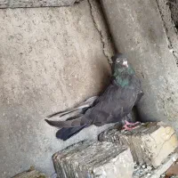 کفتر زاغ ابادانی