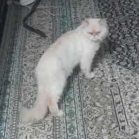 گربه
