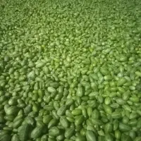 گلک . لگجین...بصورت خام