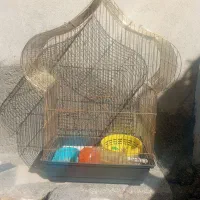 قفس طلای قناری. سهره .