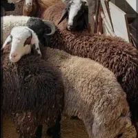بره،میش،بز