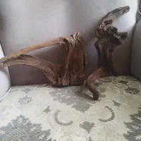 درخت آبنوس
