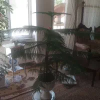 گل طبیعی