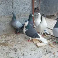دسه کفتری 9 عددی پلاکی