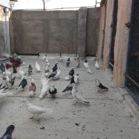 کفتر بشرط
