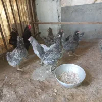 مرغ گلین ریشو کاکولی چهلتاج