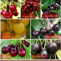 نهالستان تک گردو  مهندس  خلیلی