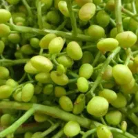 بنه شک|خوردنی و آشامیدنی|درودزن, |دیوار