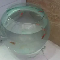تنگ .ماهی .بزرگ