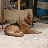 سگ ژرمن باهوش وسرحال