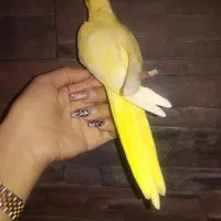 عروس هلندی لوتینو زعفرونی زرد زرد