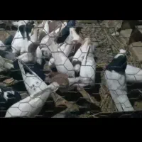 بیله کبوتر
