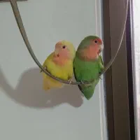 طوطی|پرنده|رشت, معلم|دیوار