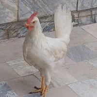 جوجه خروس سفید