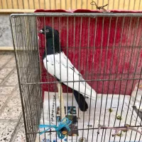 دو عدد سینه سیاه نر