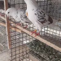 کفتر پرشی ،قلمکار، پشتدار ،سبز ،سفید