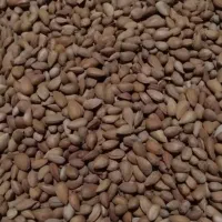 بادام تلخ