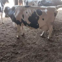 شیرتازه گاوهرروزبدون گرفتن سرشیر