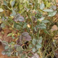 گل کاغذی|گل و گیاه طبیعی|اهواز, کوی مهدیس|دیوار